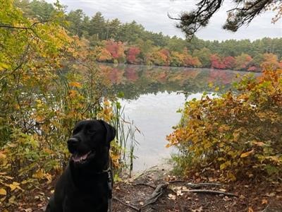 Eagle Pond - Credit:Cape Cod Freshwater Initiative forum user annereynolds.