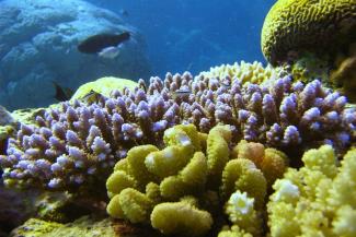 Underwater photo of a coral reef