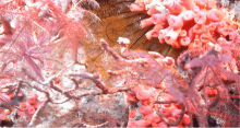 Underwater photo of a coral reef